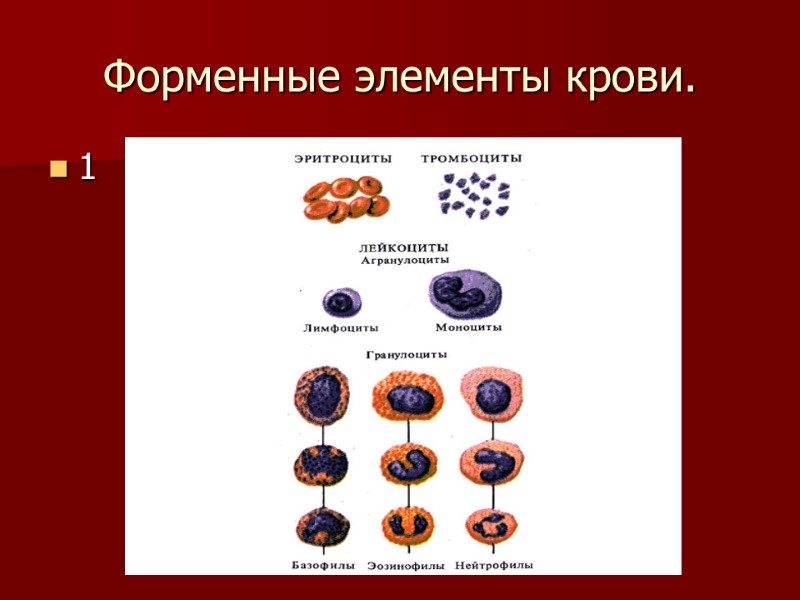 Форменные элементы крови. 1